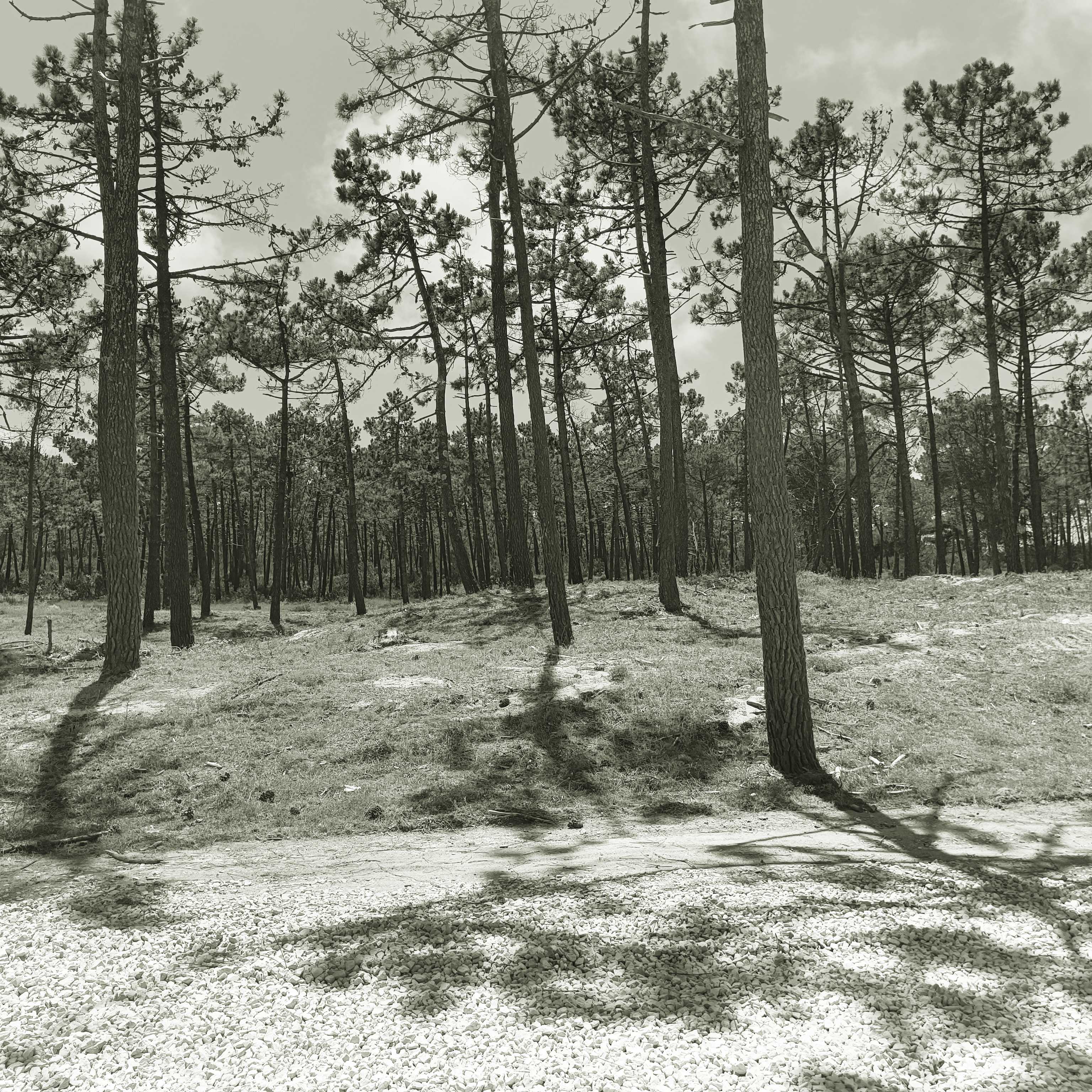 Pinienwald in Portugal
